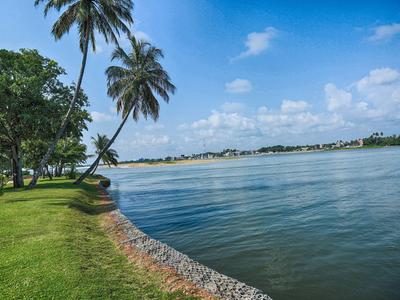 Ufer mit Palmen, Rasen und klarem Himmel an einem ruhigen Gewässer.