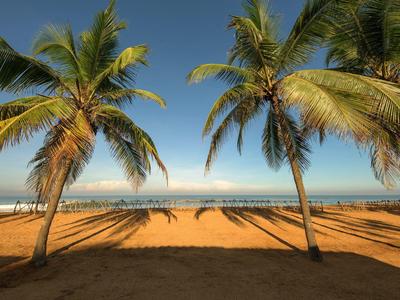 Sunny beach with tall palm trees and calm sea in the background.