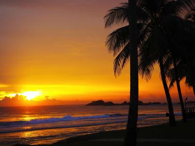 Atardecer en la playa con palmeras en primer plano y mar tranquilo al fondo.