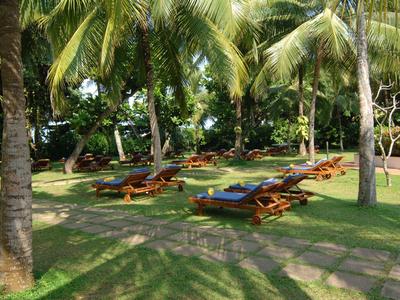 Green lawn with several lounge chairs under palm trees on a sunny day.