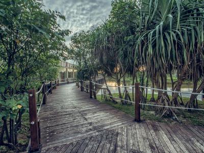 Houten wandelpad loopt door dicht groen met tropische planten naast de weg