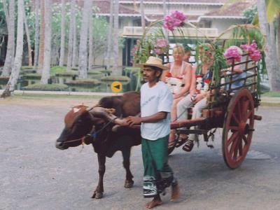 A man leads an ox cart with seated tourists, surrounded by lush greenery.