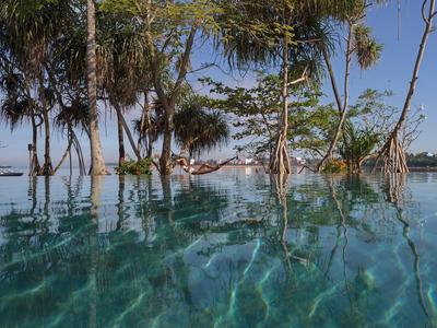 Klares Wasser mit Reflexionen von Palmen und blauem Himmel im tropischen Urlaubsparadies.
