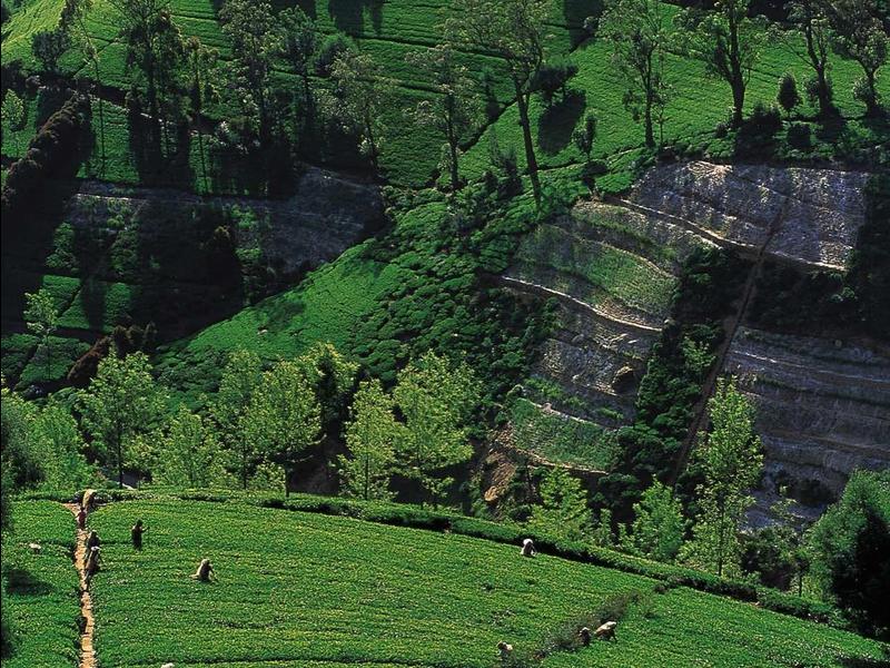 Grüne Teeplantage mit arbeitenden Personen auf hügeligem Gelände und bewaldeten Berghängen.