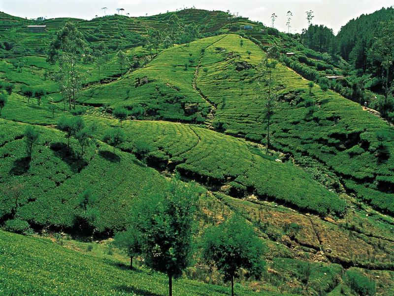 Grüne, sanft geschwungene Hügel mit dicht bewachsenen Teefeldern und vereinzelten Bäumen.