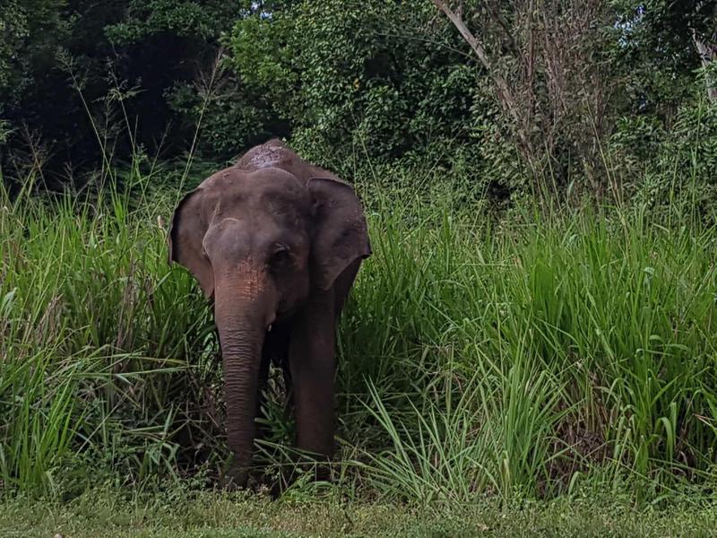 Ein junger Elefant steht im hohen grünen Gras vor dichtem Wald.