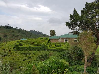 Zelená čajová plantáž s domem a stromy pod zataženou oblohou