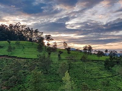 Authentisches Sri Lanka