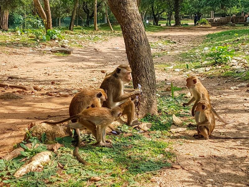 Grupa małp siedzi i stoi na wybrukowanej ścieżce obok drzewa w lesie.