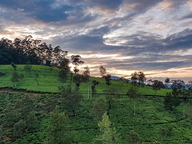 Łagodne zielone wzgórza z rozproszonymi drzewami pod zachmurzonym niebem o zachodzie słońca.