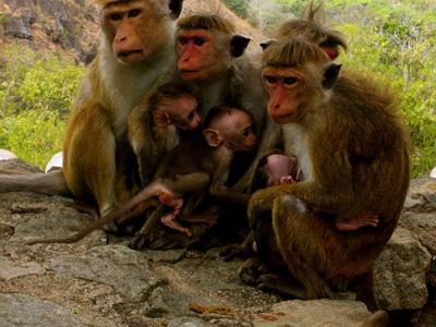 Un groupe de babouins assis sur un sol en pierre devant un paysage vallonné.
