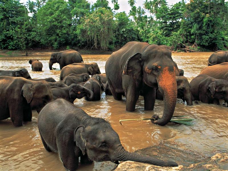 Mehrere Elefanten baden im schlammigen Fluss, umgeben von grünem Laubwald.