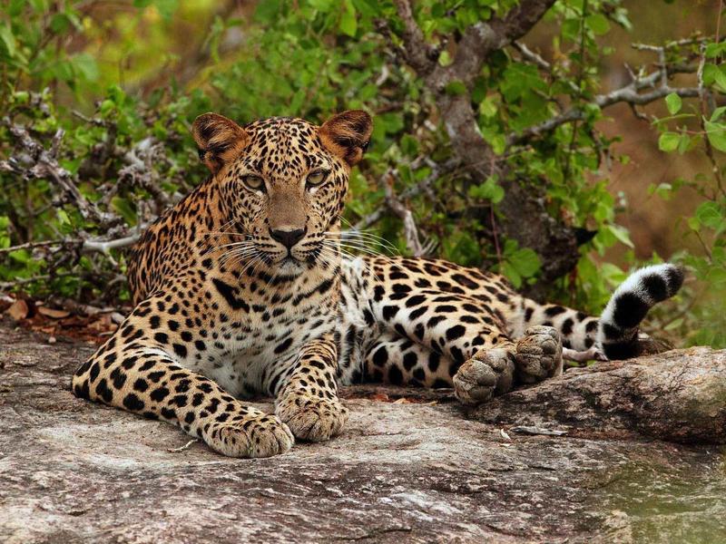 Leopard mit geflecktem Fell liegt entspannt auf einem Felsen vor grünem Blätterhintergrund.