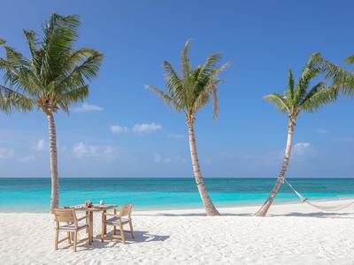 Vier Palmen stehen am weißen Sandstrand mit blauem Meer im Hintergrund.