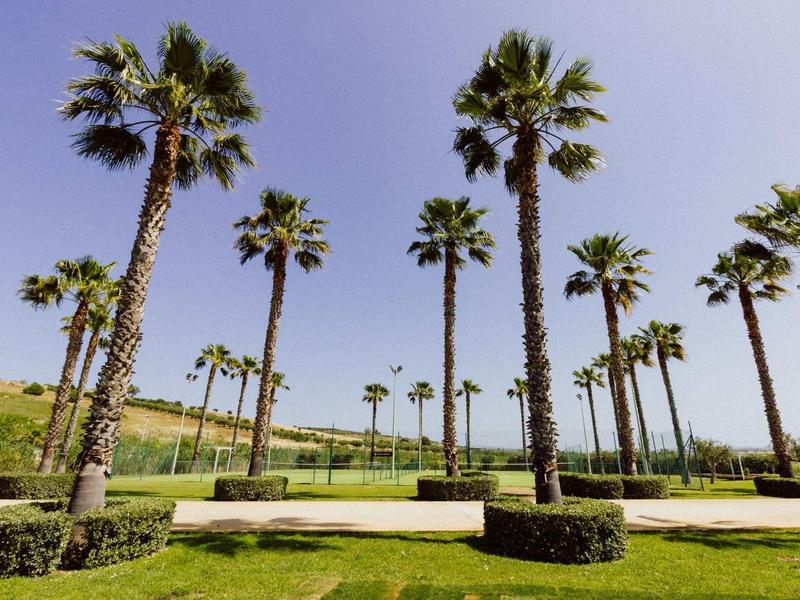 Pohled na zelenou plochu s vysokými palmami a jasně modrou oblohou u hotelu.