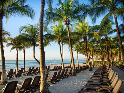 Strand mit vielen Palmen und Reihen von Liegestühlen auf hellem Sand unter blauem Himmel.