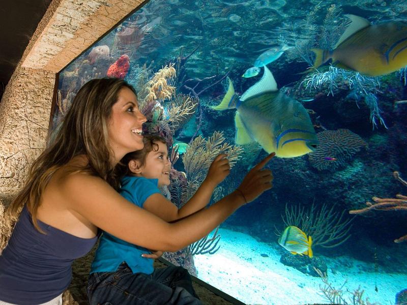 Donna e bambino osservano pesci colorati in un grande acquario.