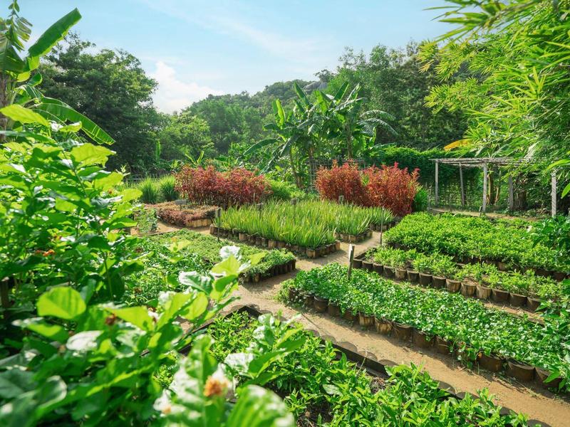 Buijny ogród z różnymi ziołami i roślinami w rzędach, otoczony drzewami.