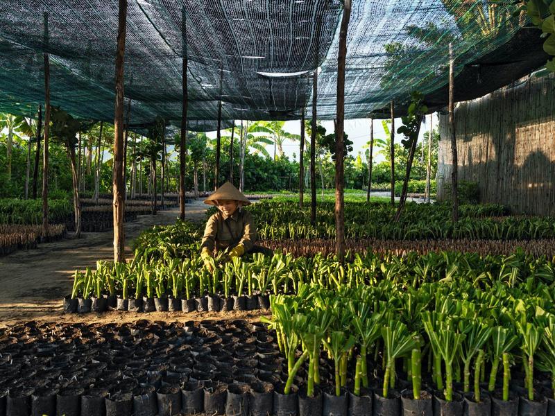 Pflanzenschutznetz über einer Anzuchtstation mit vielen Pflanzen und einer Person, die arbeitet.