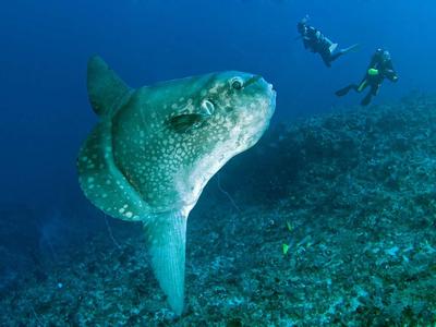 Zwei Taucher beobachten einen großen Mondfisch unter Wasser.