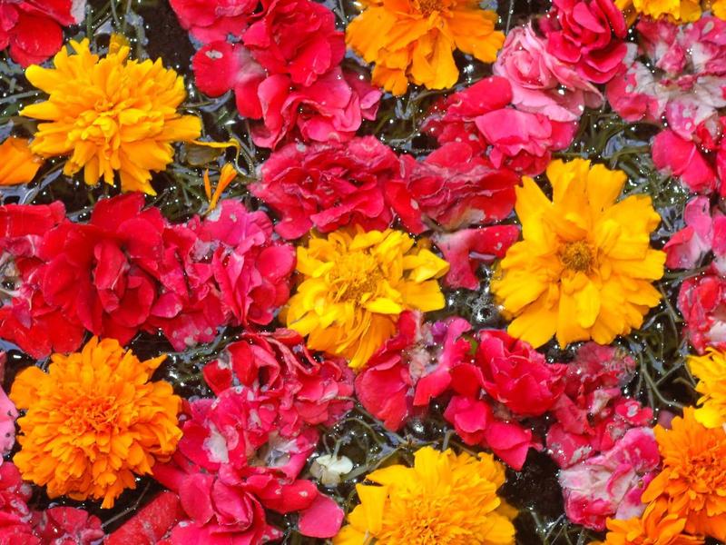 Bunte Mischung aus roten, gelben und orangen Blüten auf dunkelgrünem Hintergrund.