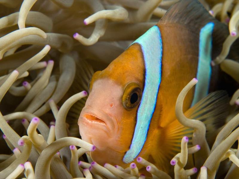 Nahaufnahme eines orangefarbenen Clownfischs mit weißen und schwarzen Streifen zwischen hellen Anemonenarmen.