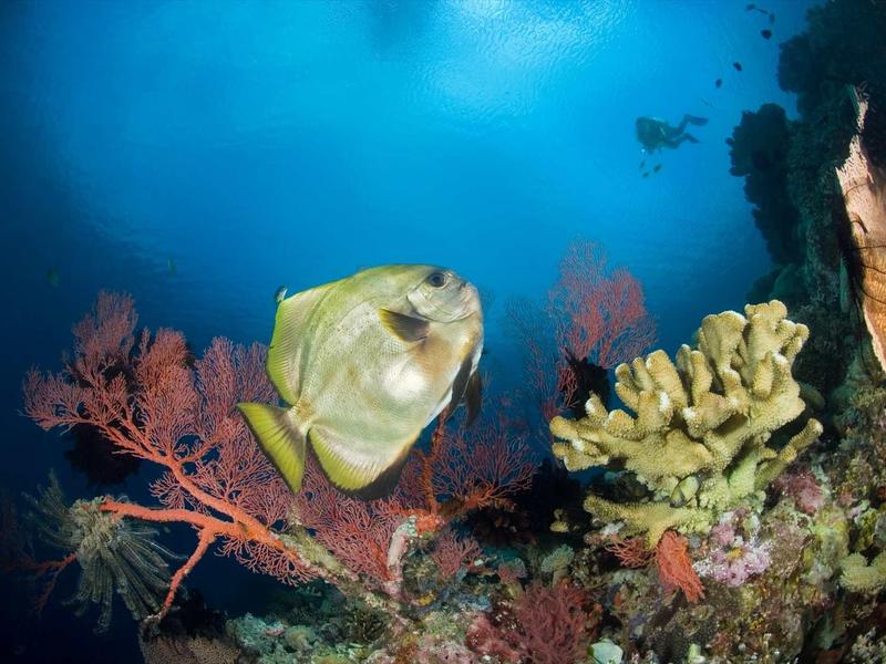 Bunter Meeresfisch schwimmt nahe farbenfroher Korallen im klaren blauen Wasser.