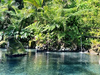 Natural thermal pool surrounded by lush greenery and palm trees.