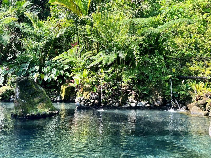 Natural thermal pool surrounded by lush greenery and palm trees.