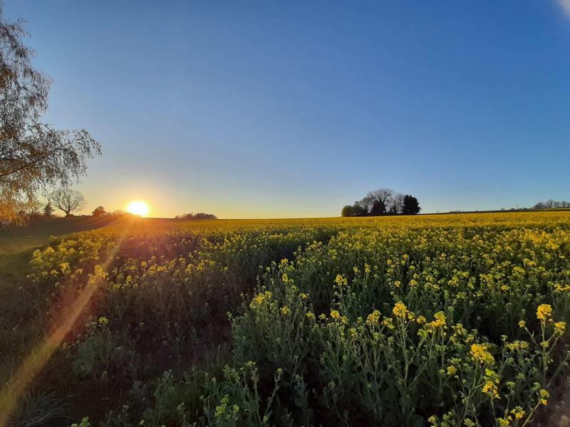 Sonnenuntergang über einem weiten, gelb blühenden Rapsfeld mit blauem Himmel.