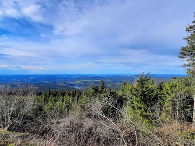 Weitläufige Waldlandschaft unter blauem Himmel mit vereinzelten Wolken.