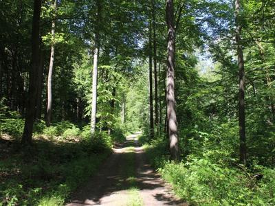 Ein schattiger Waldweg umgeben von hohen Bäumen und dichter grüner Vegetation.