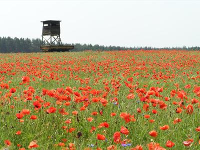 Ein weites Mohnblumenfeld mit einem hölzernen Hochsitz im Hintergrund und Wald am Horizont.