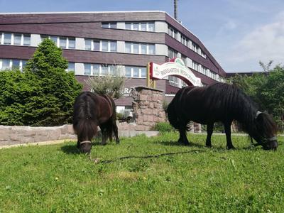 Two small horses graze on a green lawn in front of a modern hotel building.