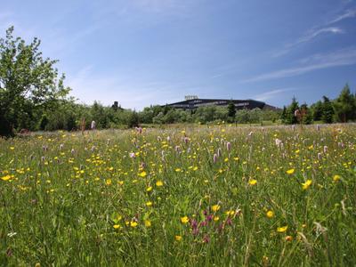 Wide meadow with yellow flowers, wooded hill, and clear sky in the background.