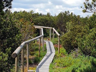 A wooden walkway with railing leads through green bushes into a wooded area under a cloudy sky.