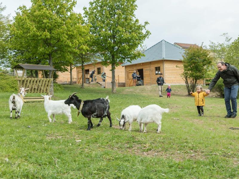 Vater und Kind gehen auf einer Wiese mit grasenden Ziegen vor einem Holzzaun und Bäumen spazieren.