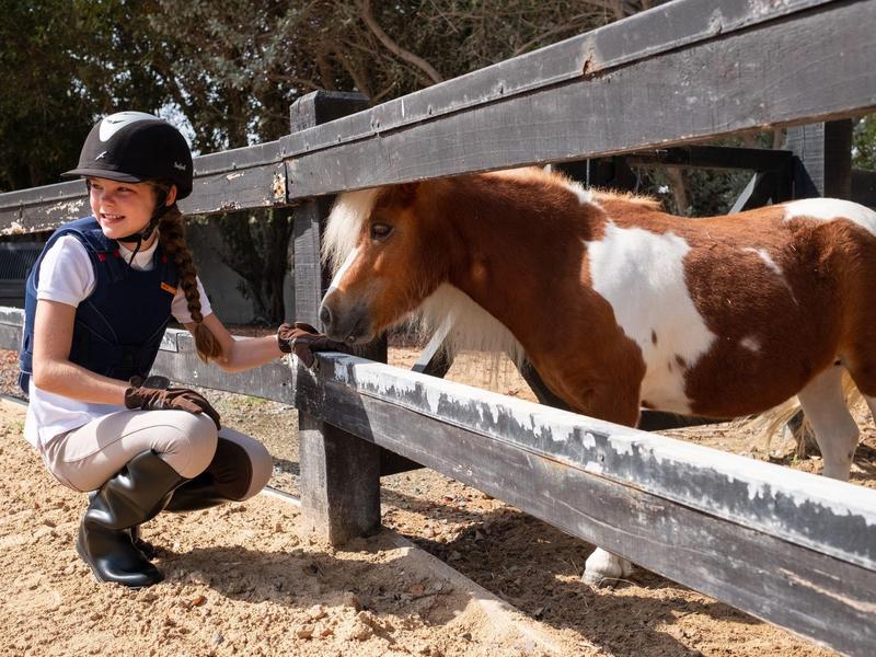 Ein Mädchen in Reitkleidung füttert ein braun-weiß geflecktes Pony hinter einem Holzzaun.