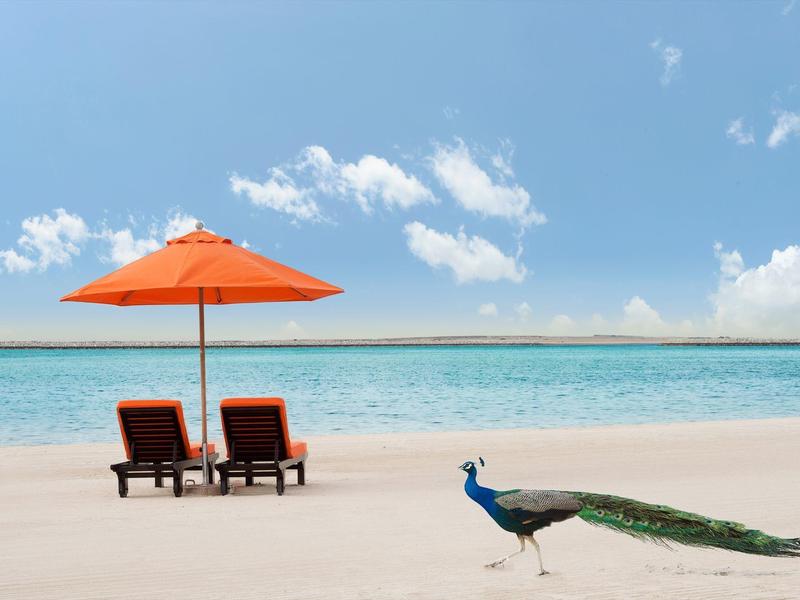 Ein Pfau läuft am weißen Sandstrand vorbei, zwei Liegestühle mit orangem Sonnenschirm stehen am Meer.