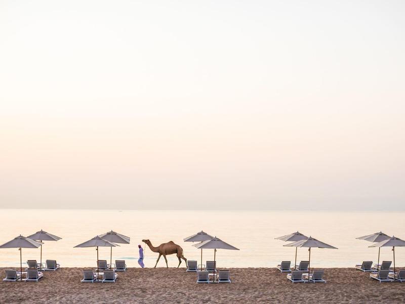 Strand mit Liegestühlen und Sonnenschirmen, Kamel läuft am Wasser entlang bei Morgenlicht.