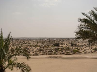 View of a dry, sandy desert landscape with scattered palm trees under a cloudy sky.