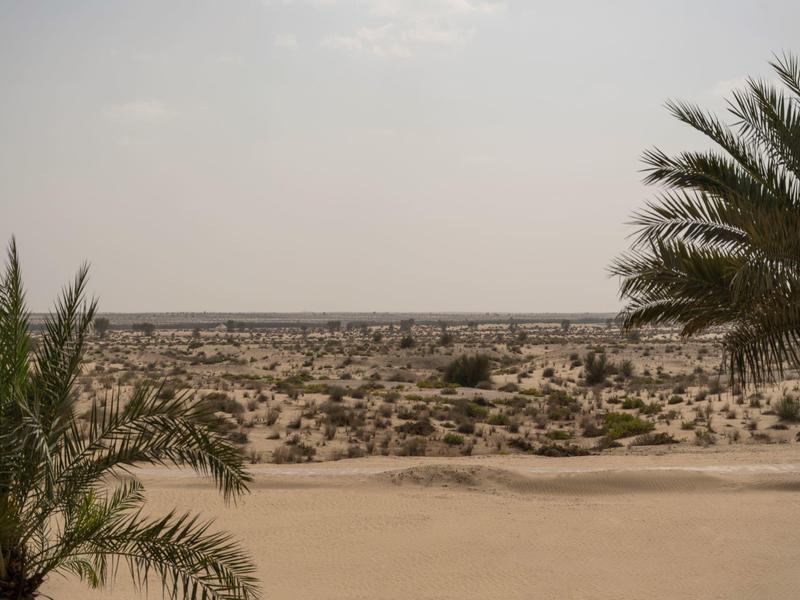 View of a dry, sandy desert landscape with scattered palm trees under a cloudy sky.