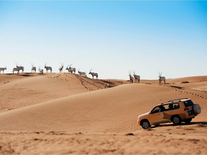 Yellow off-road vehicle driving through desert with camels on sand dunes in the background.