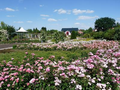 Großer Garten mit blühenden rosa Blumen und Pavillon bei klarem Himmel.