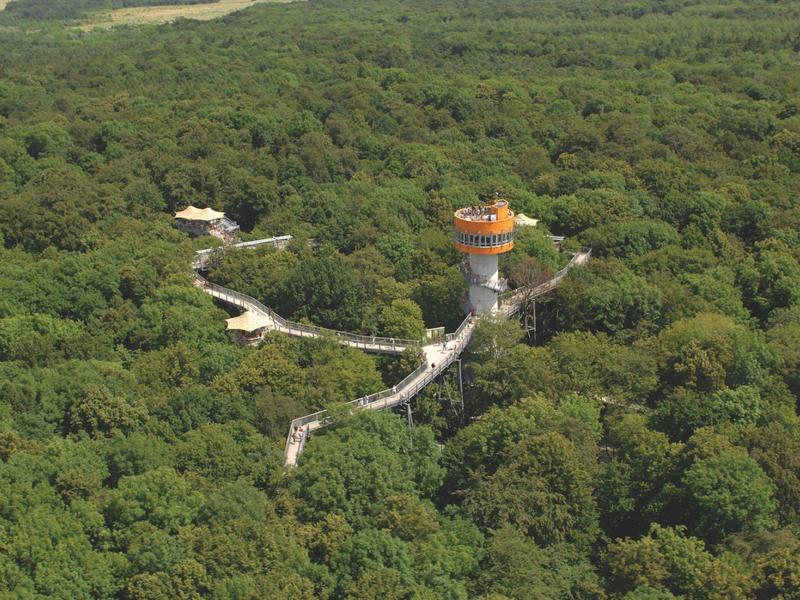 Canopy walkway and observation tower in dense forest area