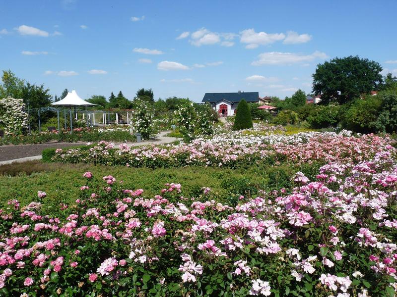 Large garden with pink flowers, pavilion, and paths under a blue sky in a rural setting.