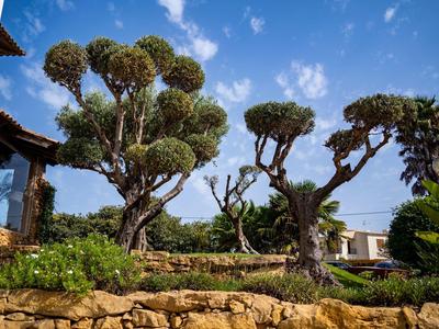 Beautiful garden with artistically trimmed trees under a blue sky.