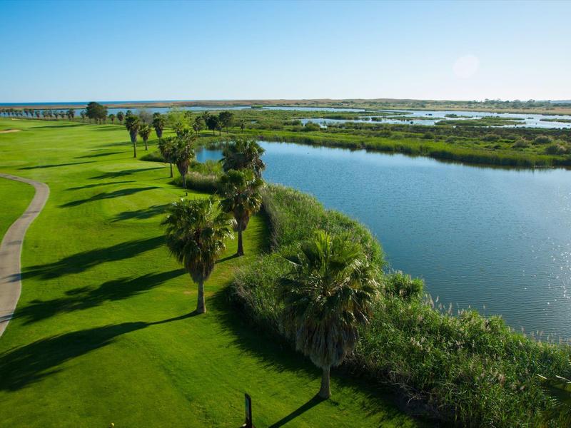 Grünes Grasfeld mit Palmen neben ruhigem Fluss unter blauem Himmel im Sonnenlicht.