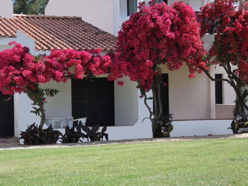 Rote Bougainvillea blüht üppig an weißen Hauswänden vor grünem Rasen im Garten.