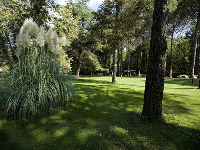 Zielony park z wysokimi drzewami i trawiastymi terenami w świetle słonecznym.
